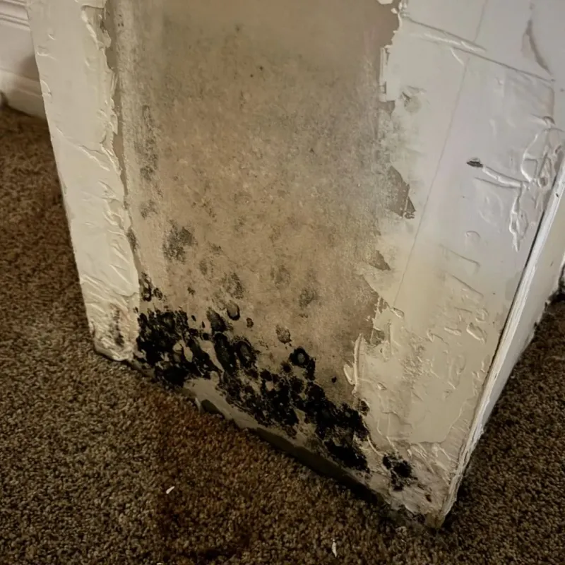 Professional Mold Removal in Hartsville, SC
